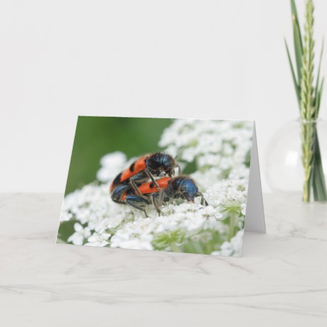 Cartão Trichodes apiarius (Frente)