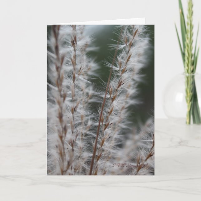 Cartão Trigo de inverno (Frente)