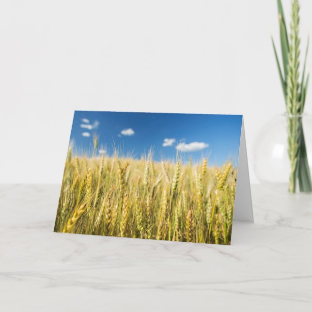 Cartão Trigo de Kansas (Frente)