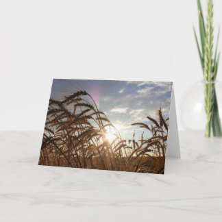 Cartão Trigo de Montana