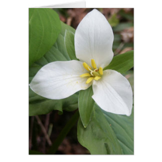Cartão Trillium Blossom