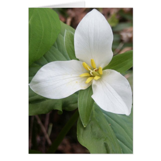 Cartão Trillium Blossom (Frente)
