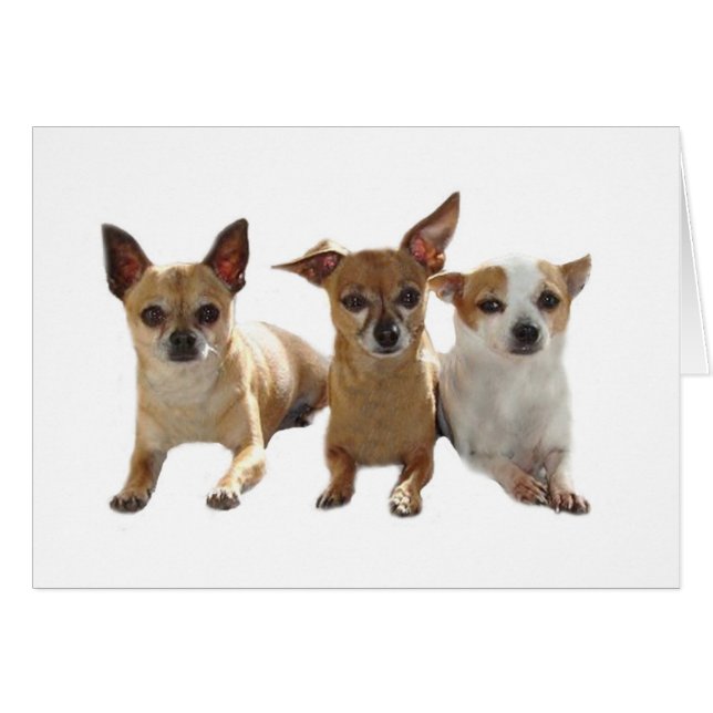 Cartão Trio Chihuahua (Frente Horizontal)