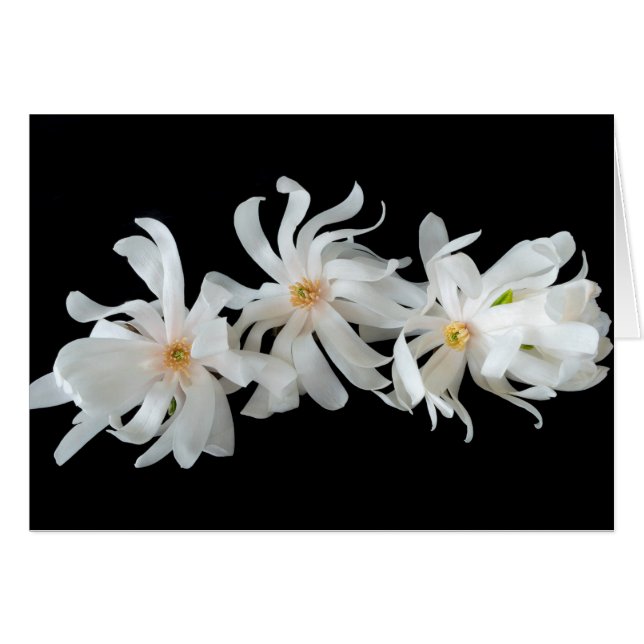 Cartão Trio de Flores de Magnólia em Preto (Frente Horizontal)