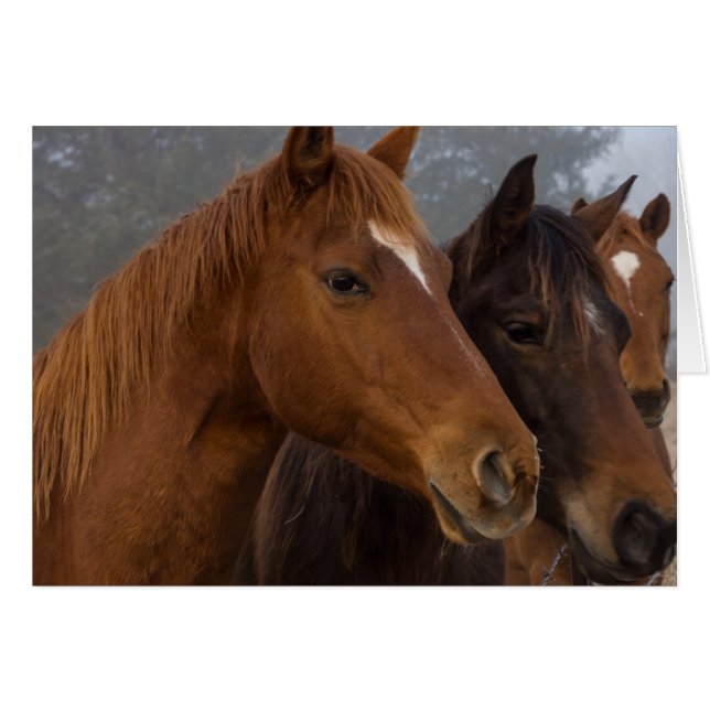 Cartão Triplets de cavalos (Frente Horizontal)