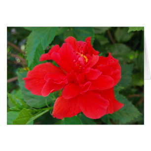 Cartão Tropi-Vermelho