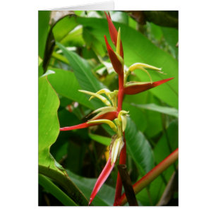 Cartão Tropicais da floresta tropical