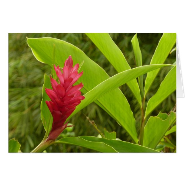 Cartão Tropical de Flor Vermelho Ginger (Alpinia) (Frente Horizontal)
