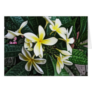 Cartão tropical do Plumeria