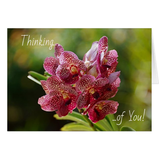 Cartão Tropical Vanda Orchid Cluster Card (Frente Horizontal)