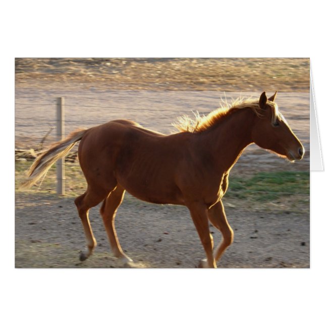 Cartão Trot On (Frente Horizontal)