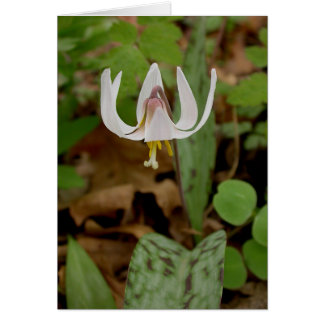 Cartão Trout Lily