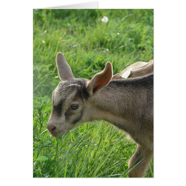 Cartão Trovão com Duas Semanas (Frente)