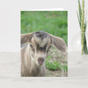 Cartão Trovão com um dia de idade