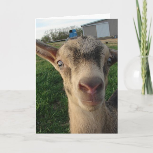 Cartão Trovão com uma semana de idade (Frente)