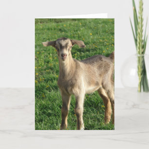 Cartão Trovão com uma semana de idade