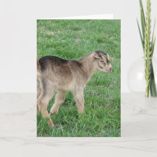 Cartão Trovão de Um Dia (Frente)