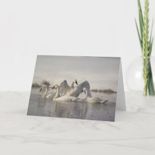 Cartão Trumpeter Swans in the Madison River in winter