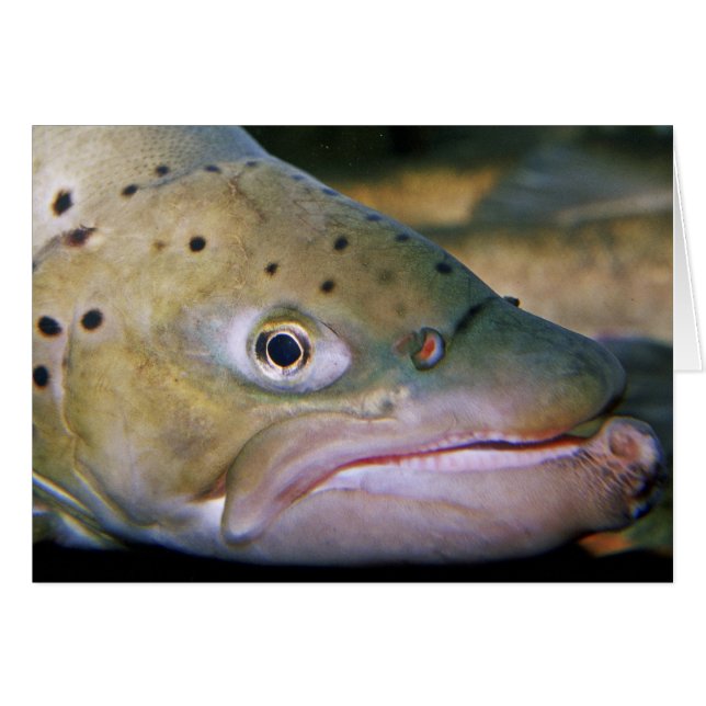 Cartão Truta de Brown (Frente Horizontal)