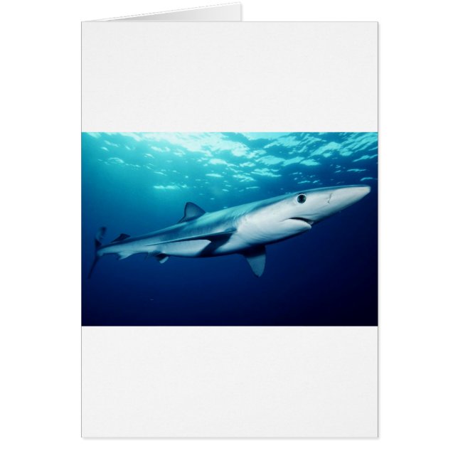 Cartão Tubarão Azul (Frente)