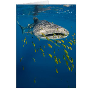 Cartão Tubarão Baleia com peixes, Indonésia