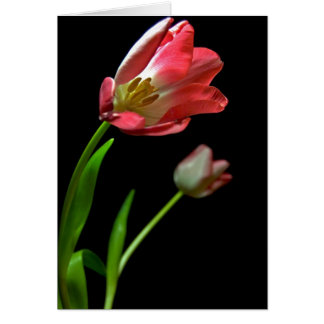 Cartão Tulip