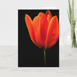 Cartão Tulip