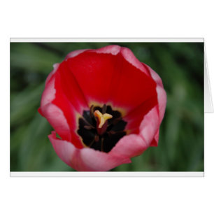 Cartão Tulip