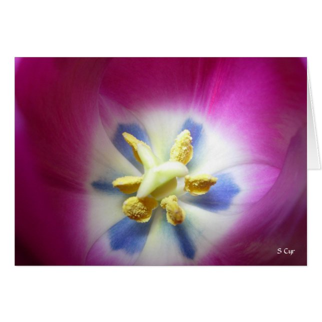 Cartão Tulip Heart, S Cyr (Frente Horizontal)