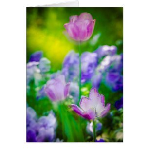 Cartão Tulip jarden, Giverny, França