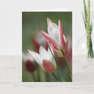 Cartão tulip Lady Jane birthday card