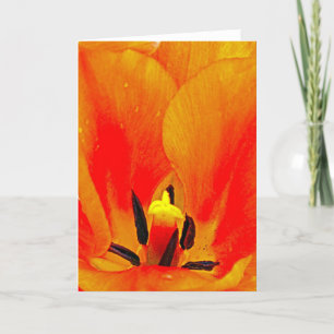 Cartão Tulip laranja
