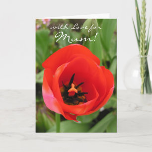 Cartão Tulip of Love Card