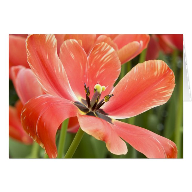 Cartão Tulip Orange Closeup (Frente horizontal)