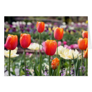 Cartão Tulip Rainbow