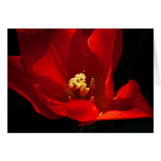 Cartão Tulip Synaeda Orange