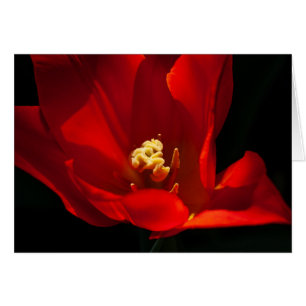 Cartão Tulip Synaeda Orange