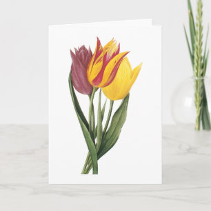 Cartão tulip(Tulipa gesneriana) by Redouté