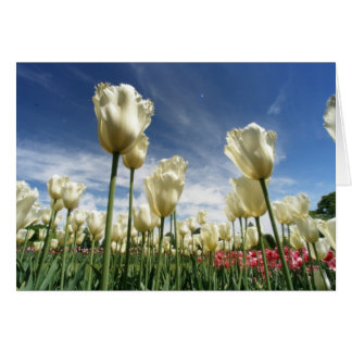 Cartão Tulip View