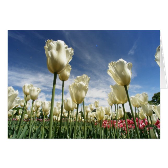 Cartão Tulip View (Frente Horizontal)