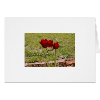 Cartão tulipa