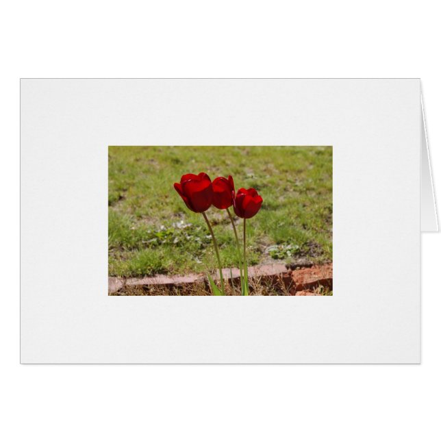 Cartão tulipa (Frente Horizontal)