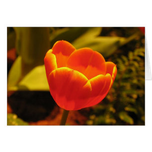 Cartão Tulipa alaranjada