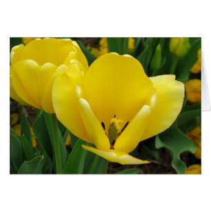 Cartão Tulipa amarela - flor do primavera que abre
