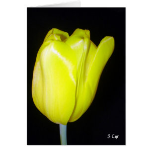 Cartão Tulipa amarela, S Cyr