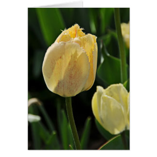 Cartão Tulipa Amarelo