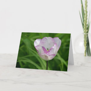 Cartão Tulipa branca púrpura