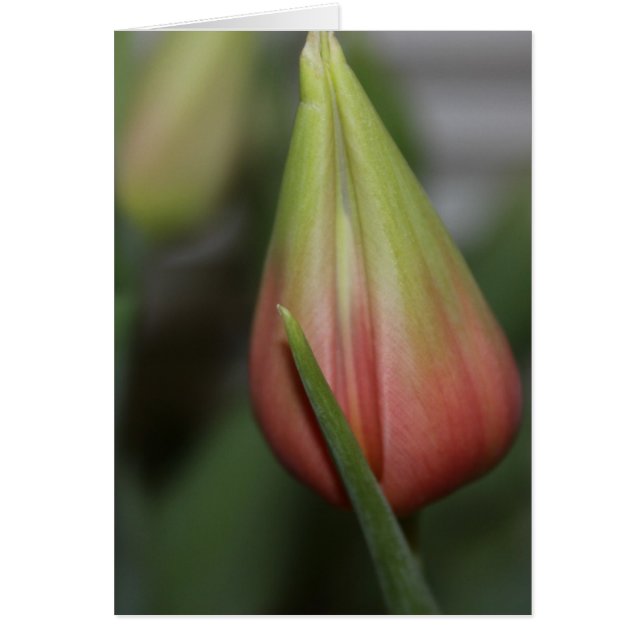 Cartão Tulipa Budding nº 2 (Frente)