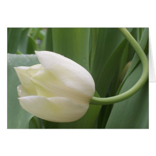 Cartão tulipa colorida