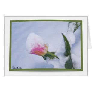 Cartão Tulipa cor-de-rosa coberto de neve
